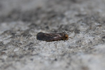 <i>Cephimallota crassiflavella</i>