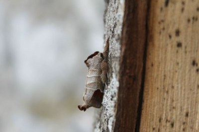 Hausse-Queue blanche  (<i>Clostera curtula</i>)