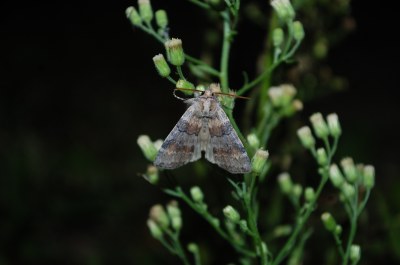 Cymatophore délayée 