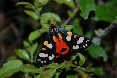 Callimorpha dominula