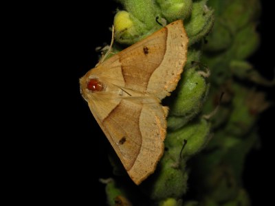 Phalène de la Mancienne  (<i>Crocallis elinguaria</i>)