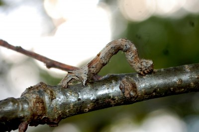 Phalène de la Mancienne  (<i>Crocallis elinguaria</i>)