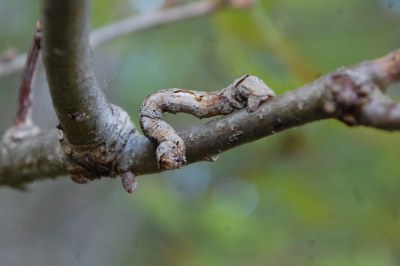 Crocallis elinguaria