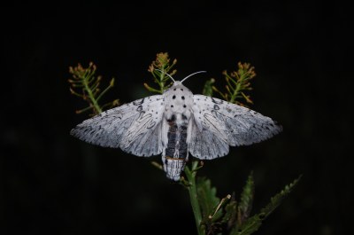 Hermine 