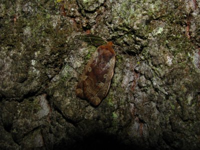 Orrhodie érythrocéphale  (<i>Conistra erythrocephala</i>)