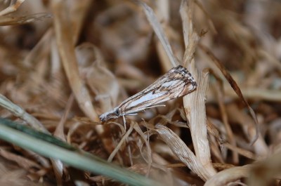 Catoptria falsella