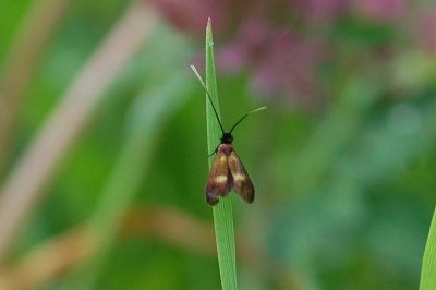 <i>Cauchas fibulella</i>