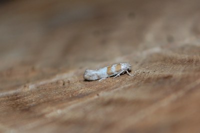 <i>Cedestis gysseleniella</i>