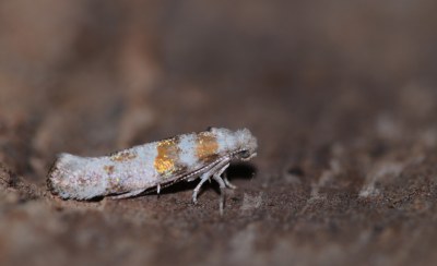 <i>Cedestis gysseleniella</i>