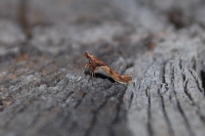 <i>Caloptilia hemidactylella</i>