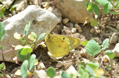 Colias hyale
