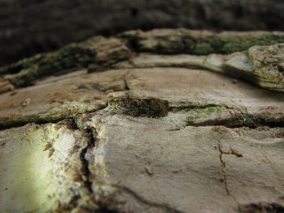 <i>Grapholita janthinana</i>