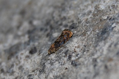 Grapholita janthinana