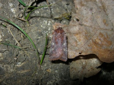 Cerastis leucographa