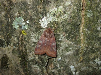Noctuelle leucographe  (<i>Cerastis leucographa</i>)