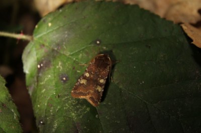Noctuelle leucographe 
