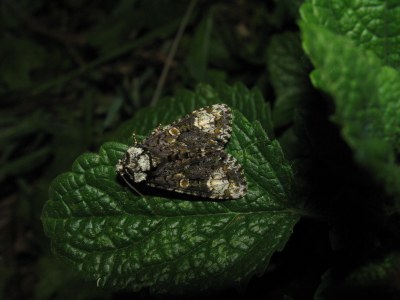 Craniophora ligustri