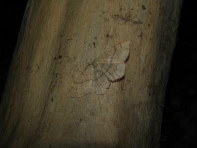 Cyclophora linearia