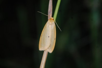 Eborine  (<i>Cybosia mesomella</i>)