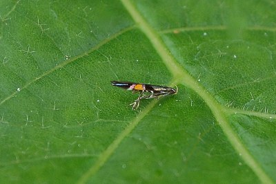 <i>Cosmopterix orichalcea</i>