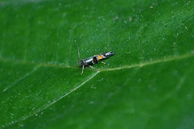 Cosmopterix orichalcea