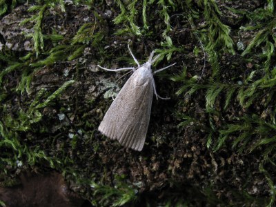 <i>Calamotropha paludella</i>