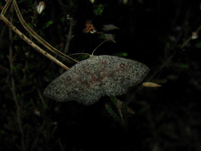 Cyclophora pendularia