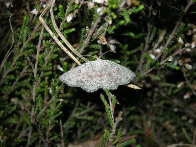 Cyclophora pendularia