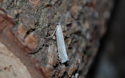 <i>Crambus perlellus</i>