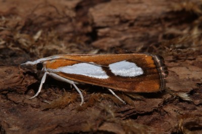 Catoptria pinella