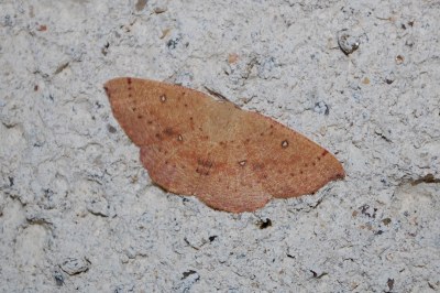 Cyclophora puppillaria