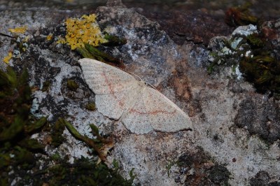 Cyclophora quercimontaria