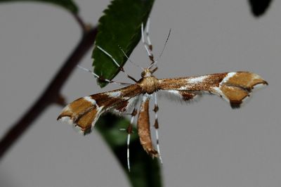 <i>Cnaemidophorus rhododactylus</i>