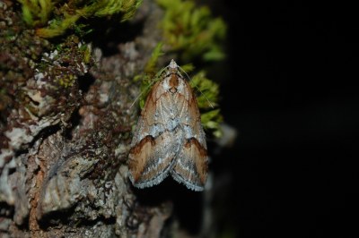 Chesias rufata