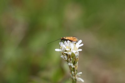 <i>Cauchas rufimitrella</i>