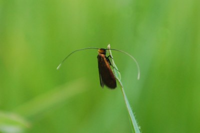 <i>Cauchas rufimitrella</i>