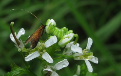 Cauchas rufimitrella