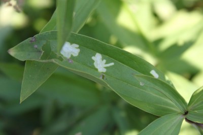 <i>Coleophora saponariella</i>