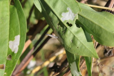 <i>Coleophora saponariella</i>
