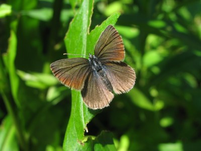 Cyaniris semiargus