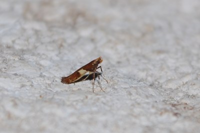<i>Caloptilia semifascia</i>