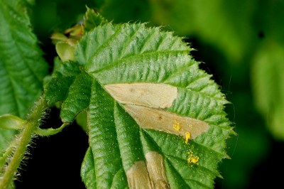 <i>Coleophora serratella</i>
