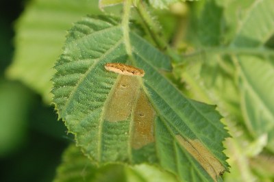 <i>Coleophora serratella</i>