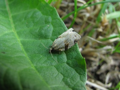 Clepsis spectrana