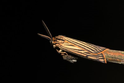 Spiris striata