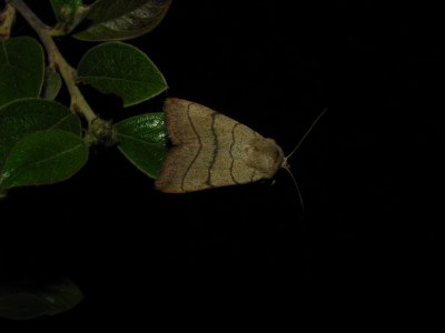 Noctuelle trilignée 