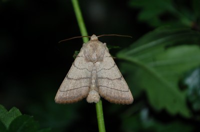 Noctuelle trilignée 