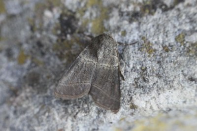 Charanyca trigrammica