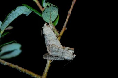 Charanyca trigrammica