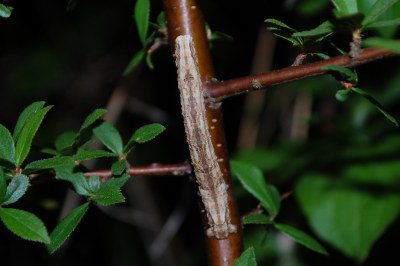 Crocallis tusciaria